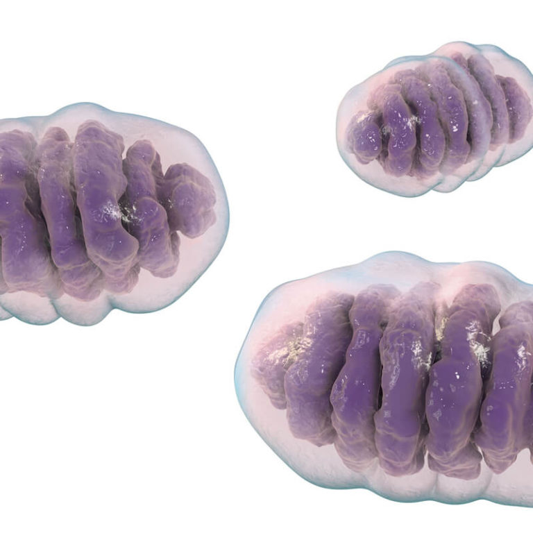 epivyziva-chcete-zhubnout-podporte-sve-mitochondrie-28042021