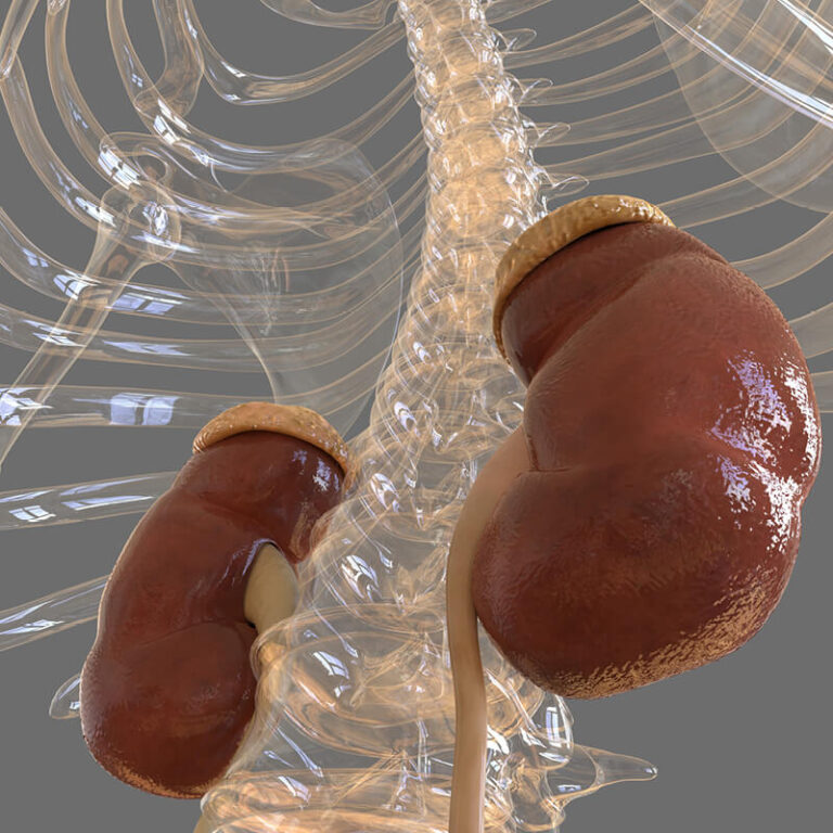 epivyziva-lexikon-nemoci-nadledviny
