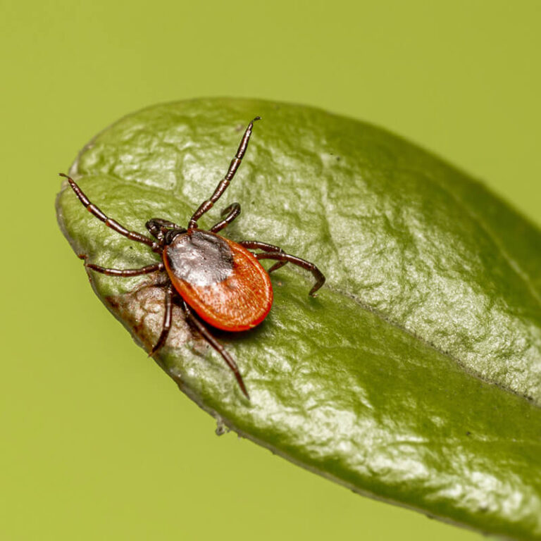 epivyziva-cz-borelioza-jak-zmirnit-priznaky-prirodni-cestou-17062023