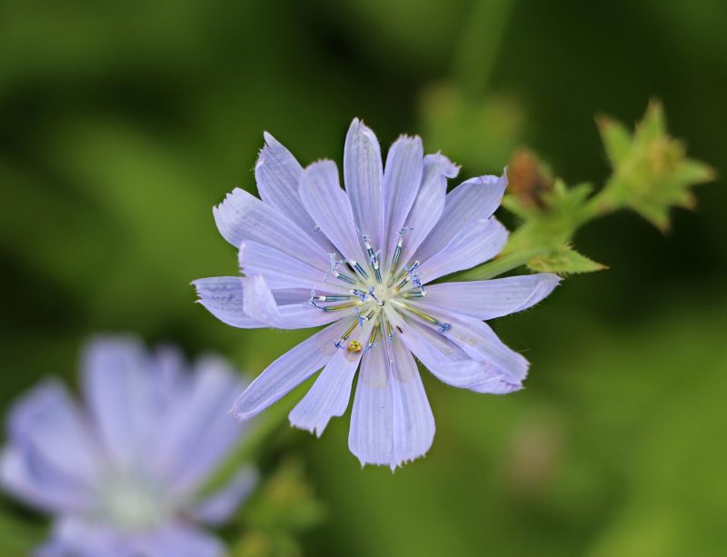 chicory-1515697_1920