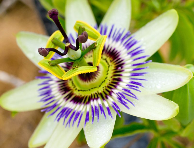 epivyziva-byliny-a-ziviny-mucenka-29092021