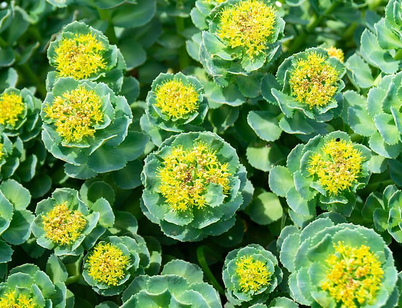 epivyziva-byliny-a-ziviny-rozchodnice-ruzova-rhodiola-rosea-18102021