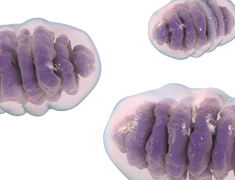 epivyziva-chcete-zhubnout-podporte-sve-mitochondrie-28042021