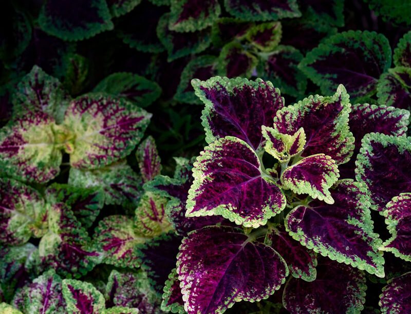 epivyziva-coleus-forskohlii-plectranthus-barbatus-22022022