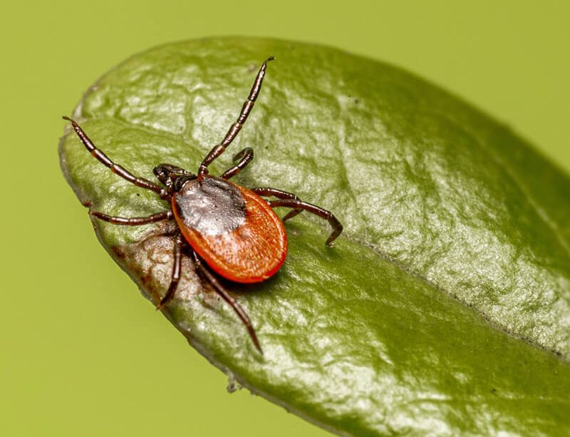 epivyziva-cz-borelioza-jak-zmirnit-priznaky-prirodni-cestou-17062023