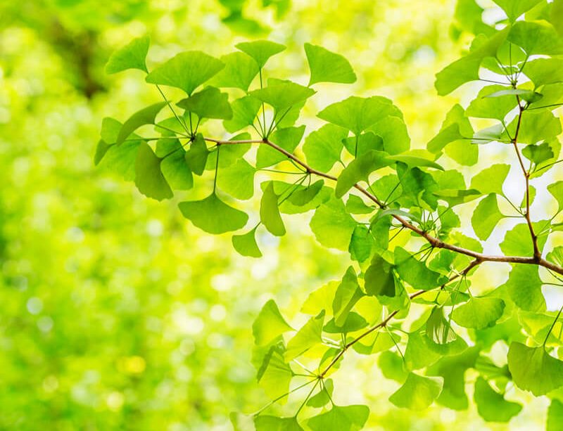 epivyziva-cz-ginkgo-biloba-21032022