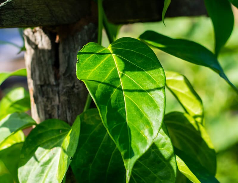 epivyziva-cz-gurmar-gymnema-lesni-gymnema-sylvestre-15032022