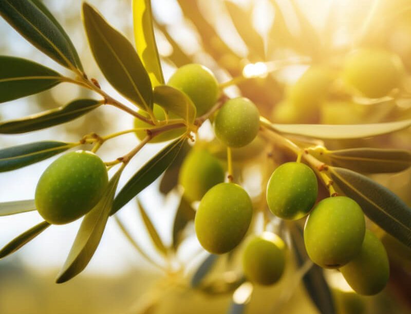 epivyziva-cz-olivovnik-evropsky-olea-europaea-hydroxytyrosol-25102023