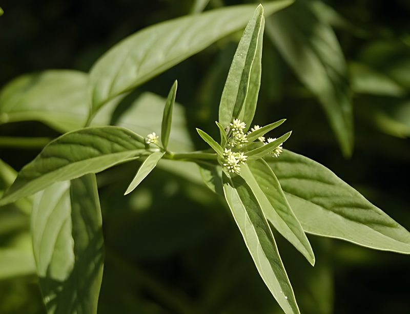 epivyziva-cz-suma-13052024