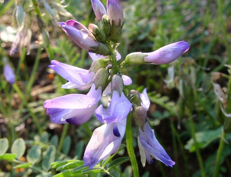 epivyziva-kozinec-blanity-30012023