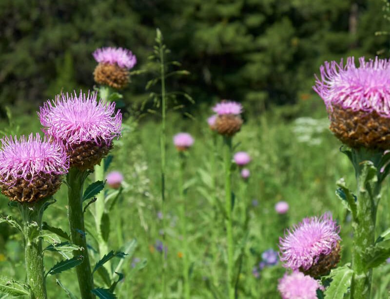 epivyziva-marali-koren-30012023