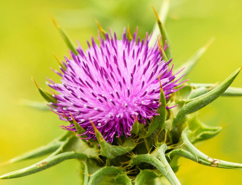 epivyziva-ostropestrec-mariansky-0102022