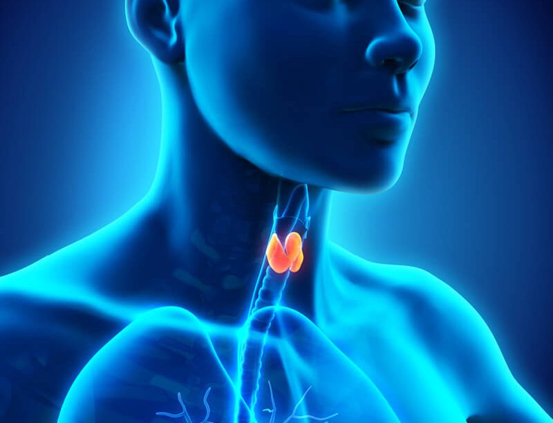 epivyziva-zahady-strevniho-mikrobiomu-3-jak-zlepsit-funkci-stitne-zlazy-08112021