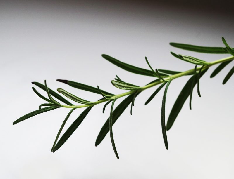 rosemary-1049442_1920