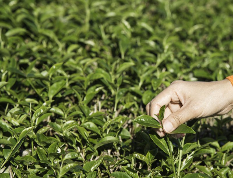 50550252 - woman shoots green tea extract.